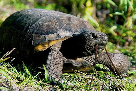 Milton FL Gopher Tortoise Permitting: Clear Land Legally Before You Build