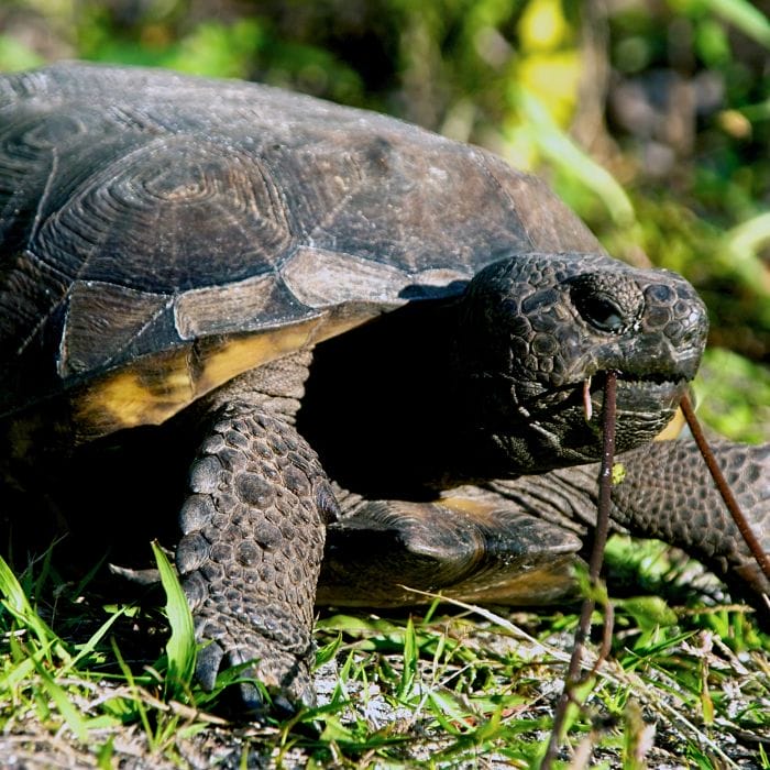 Trustworthy Background