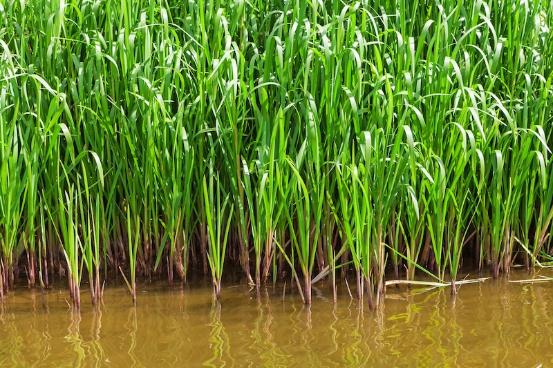 Wetland delineation and mapping