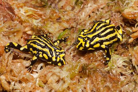 Endangered Species Surveys