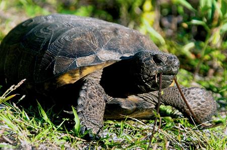 Gopher Tortoise Permitting